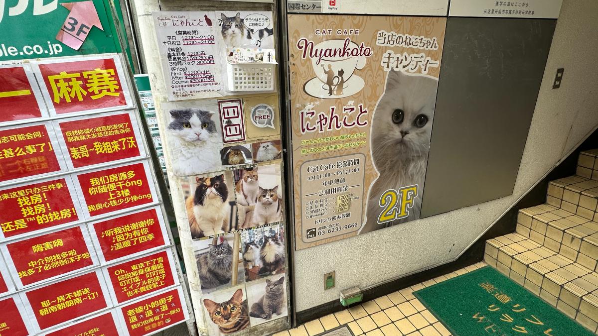 cat cafe にゃんこと