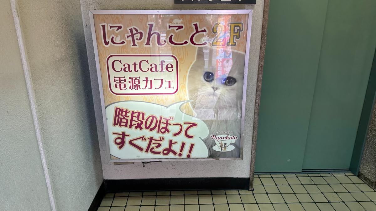 cat cafe にゃんこと