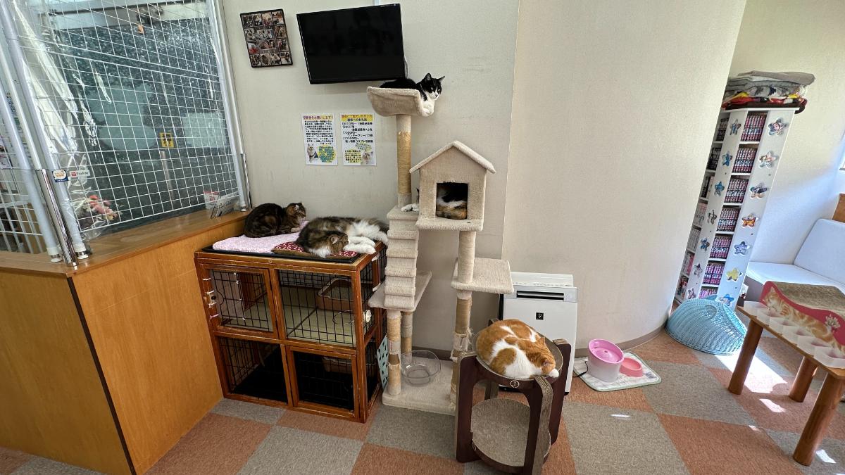 cat cafe にゃんこと