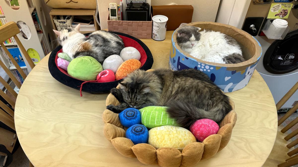 cat cafe にゃんこと