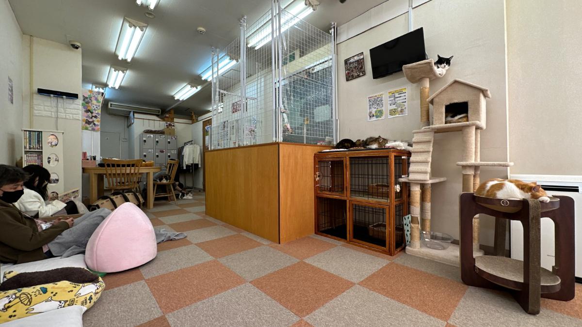 cat cafe にゃんこと