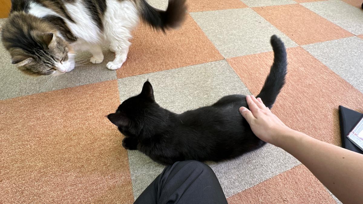 cat cafe にゃんこと