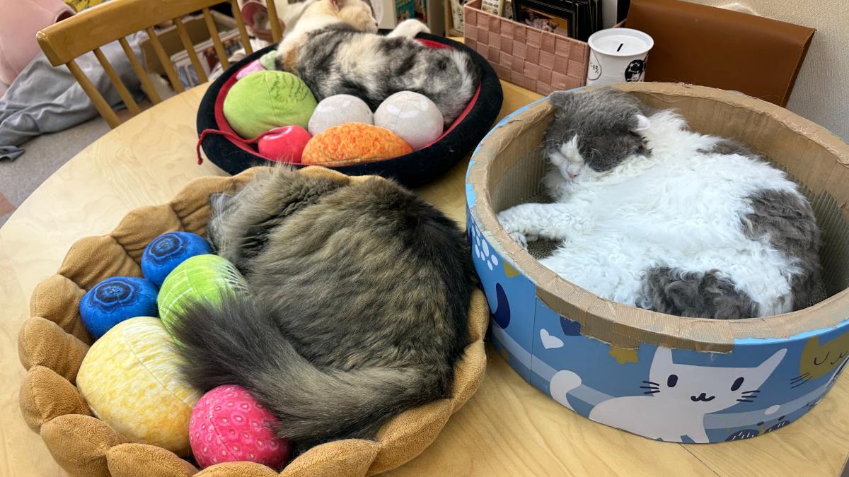 cat cafe にゃんこと