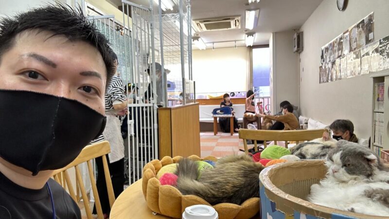 cat cafe にゃんこと