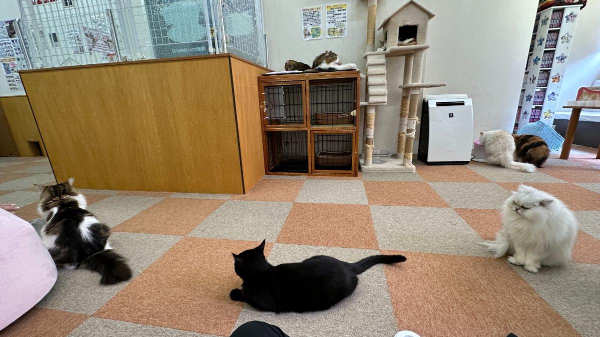 cat cafe にゃんこと