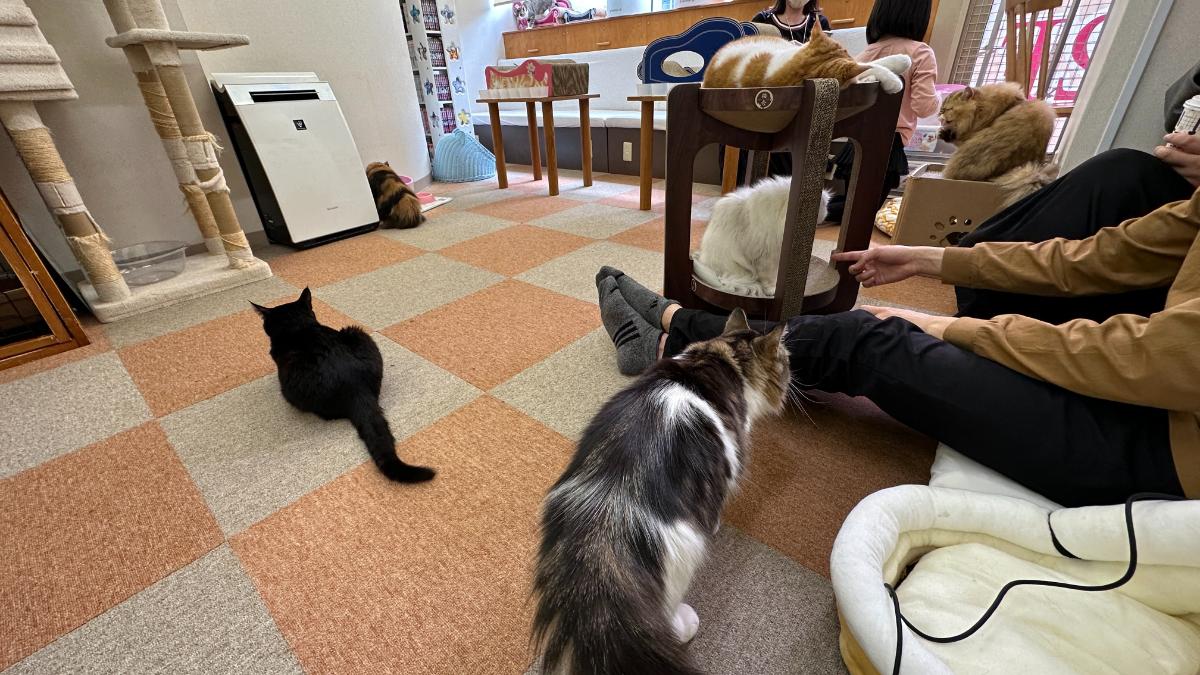 cat cafe にゃんこと