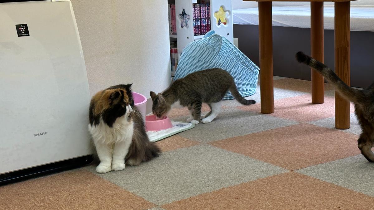 cat cafe にゃんこと