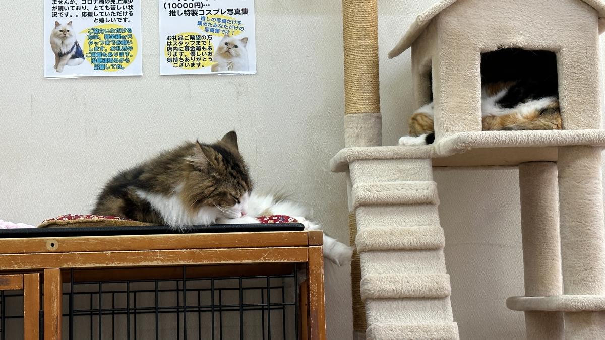 cat cafe にゃんこと