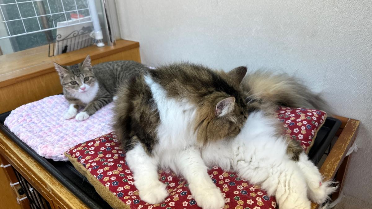 cat cafe にゃんこと