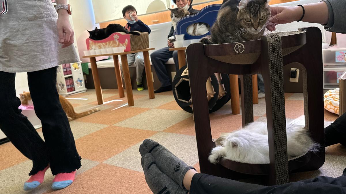 cat cafe にゃんこと