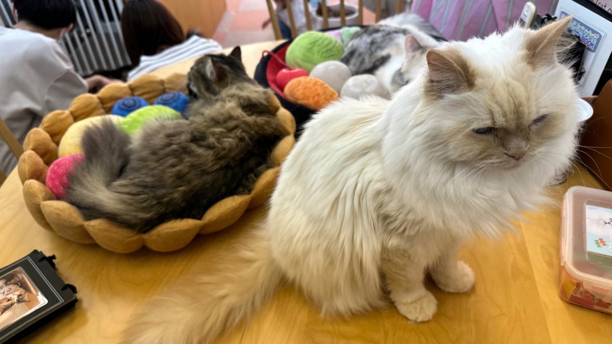 cat cafe にゃんこと