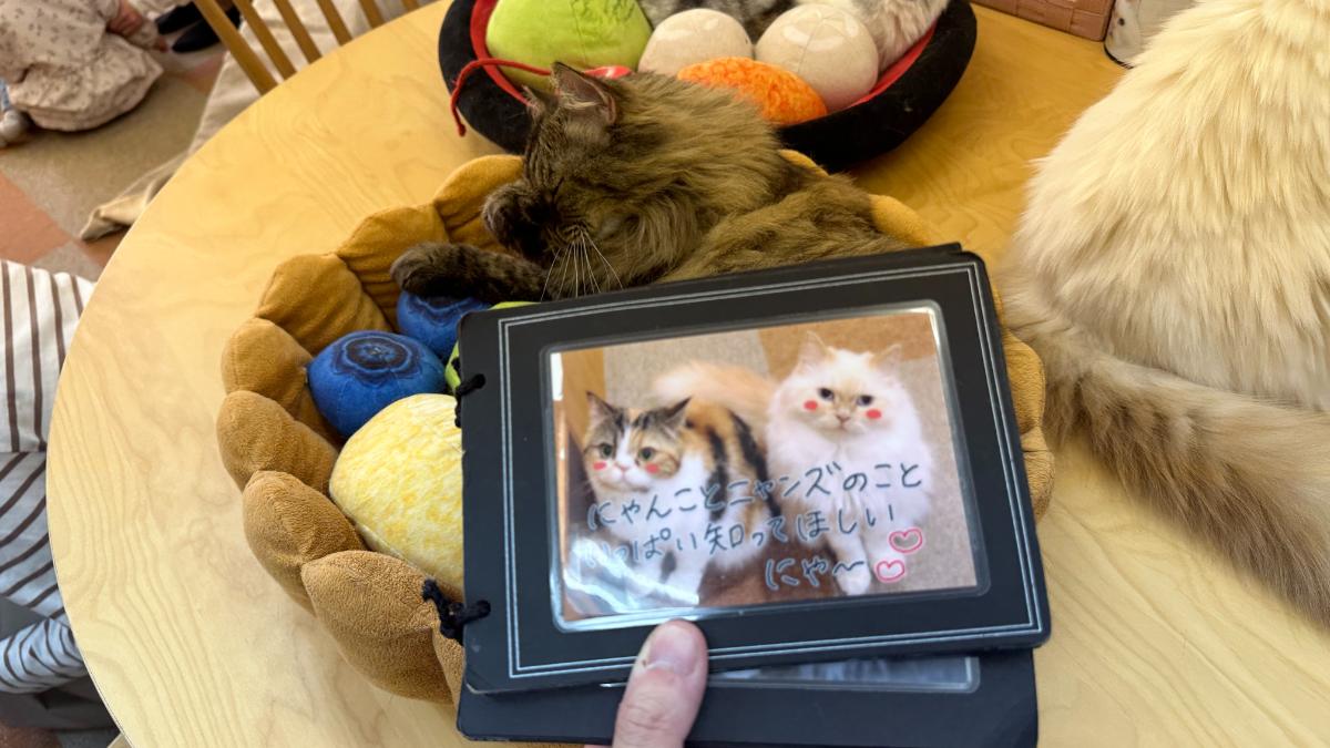 cat cafe にゃんこと