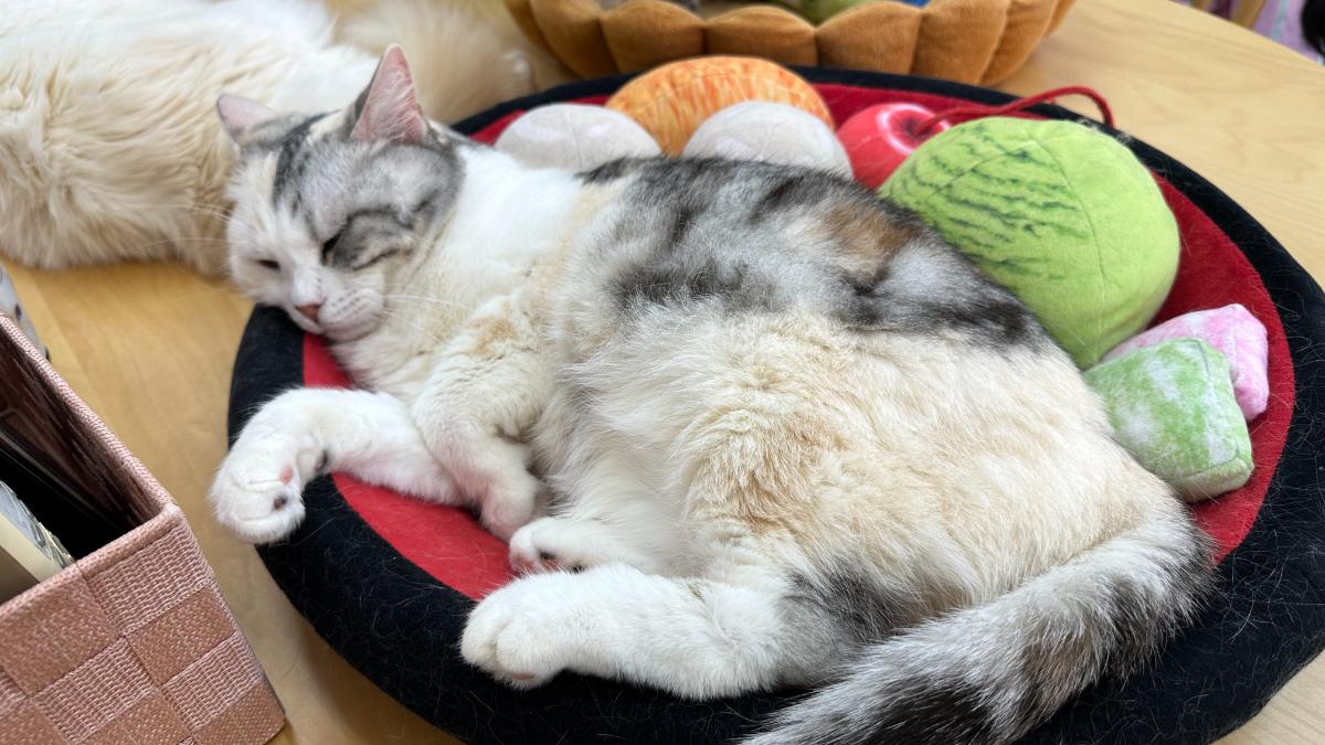 cat cafe にゃんこと