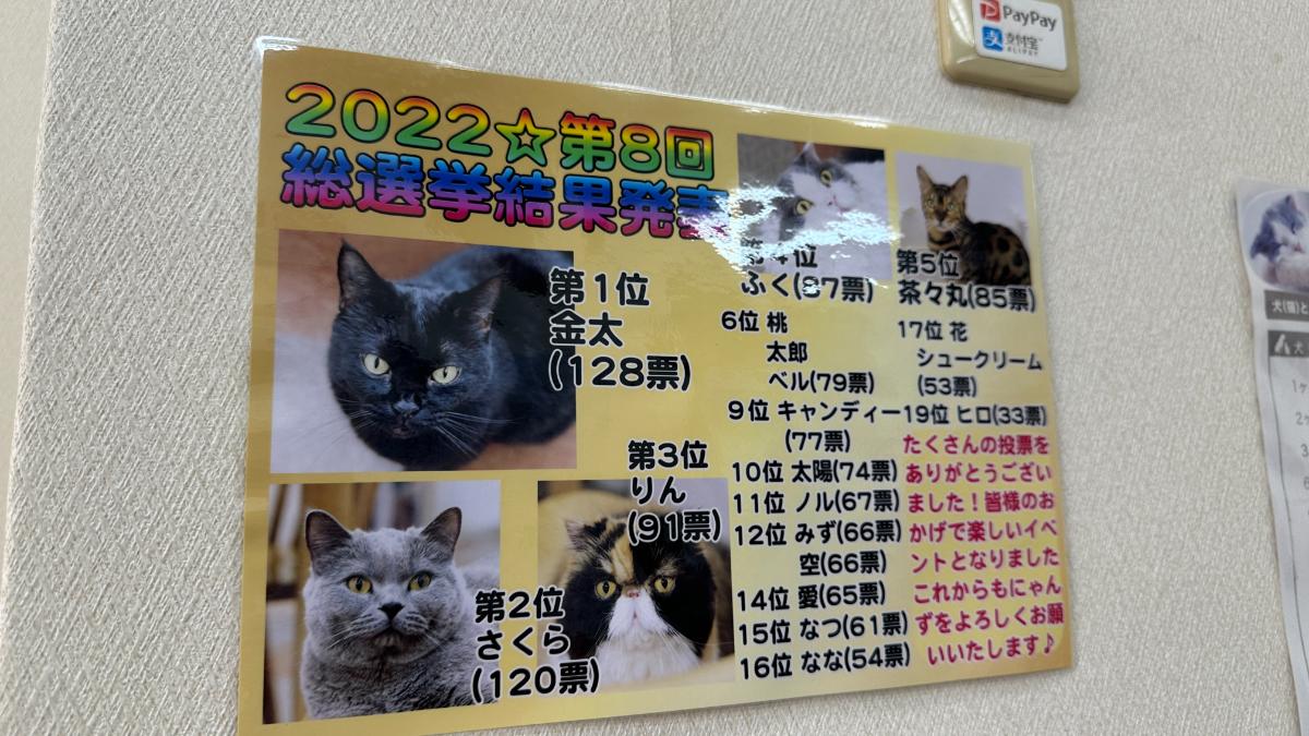 cat cafe にゃんこと