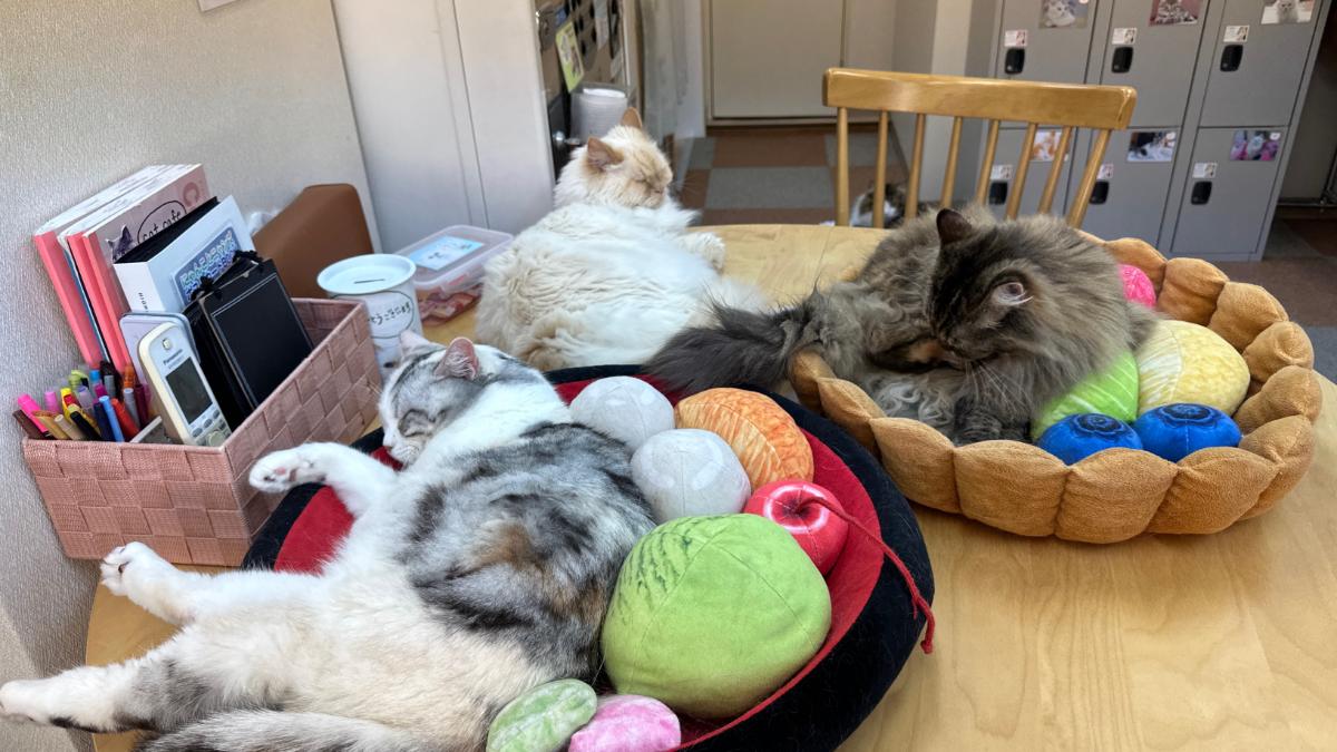 cat cafe にゃんこと