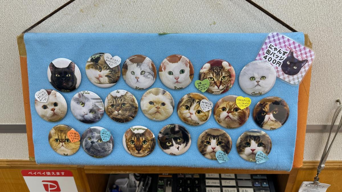 cat cafe にゃんこと