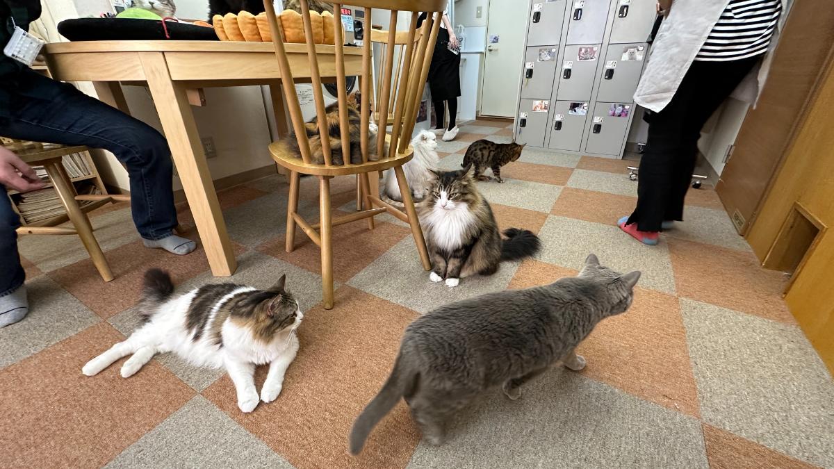 cat cafe にゃんこと