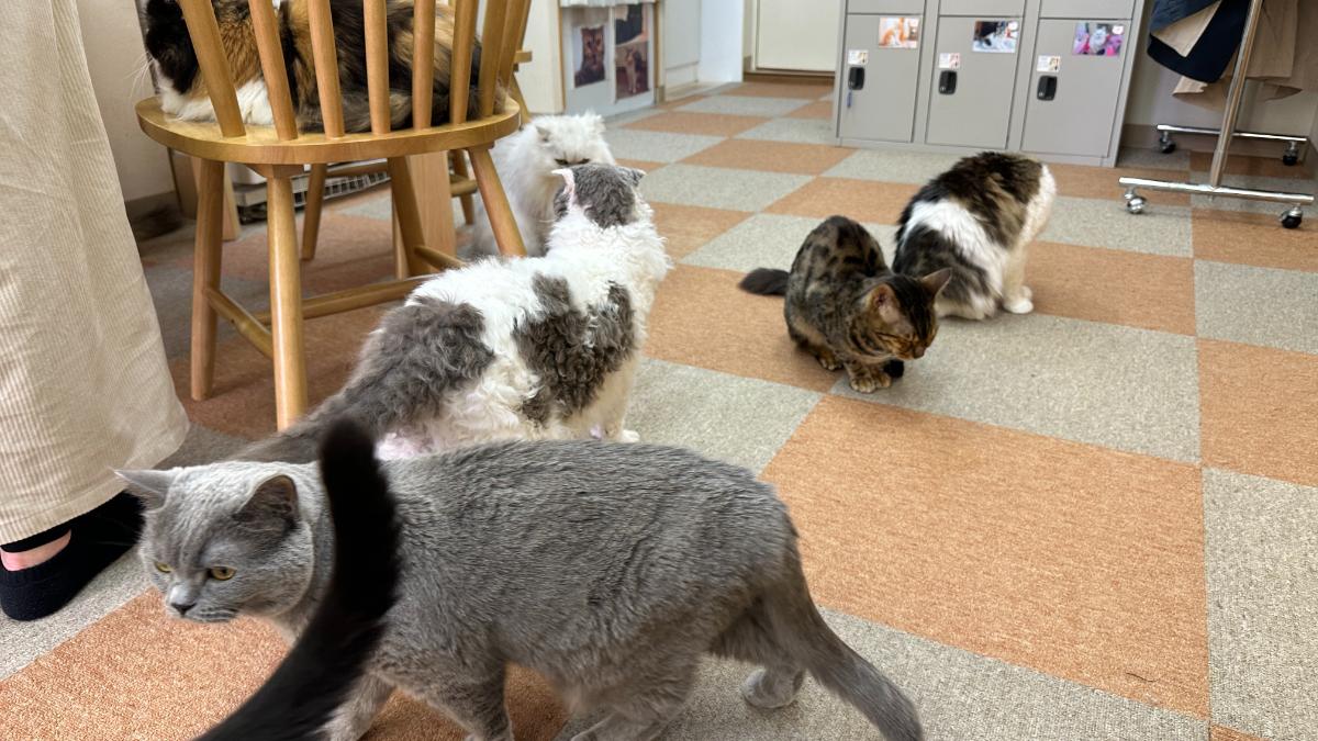 cat cafe にゃんこと