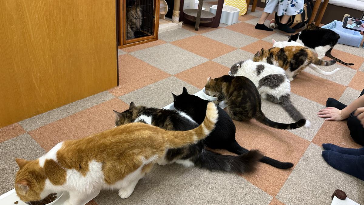 cat cafe にゃんこと