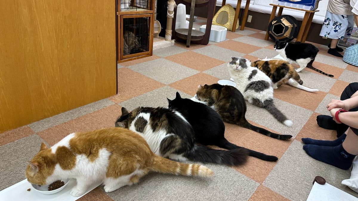 cat cafe にゃんこと