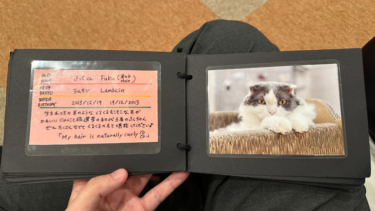 cat cafe にゃんこと ふっきー（ふく）