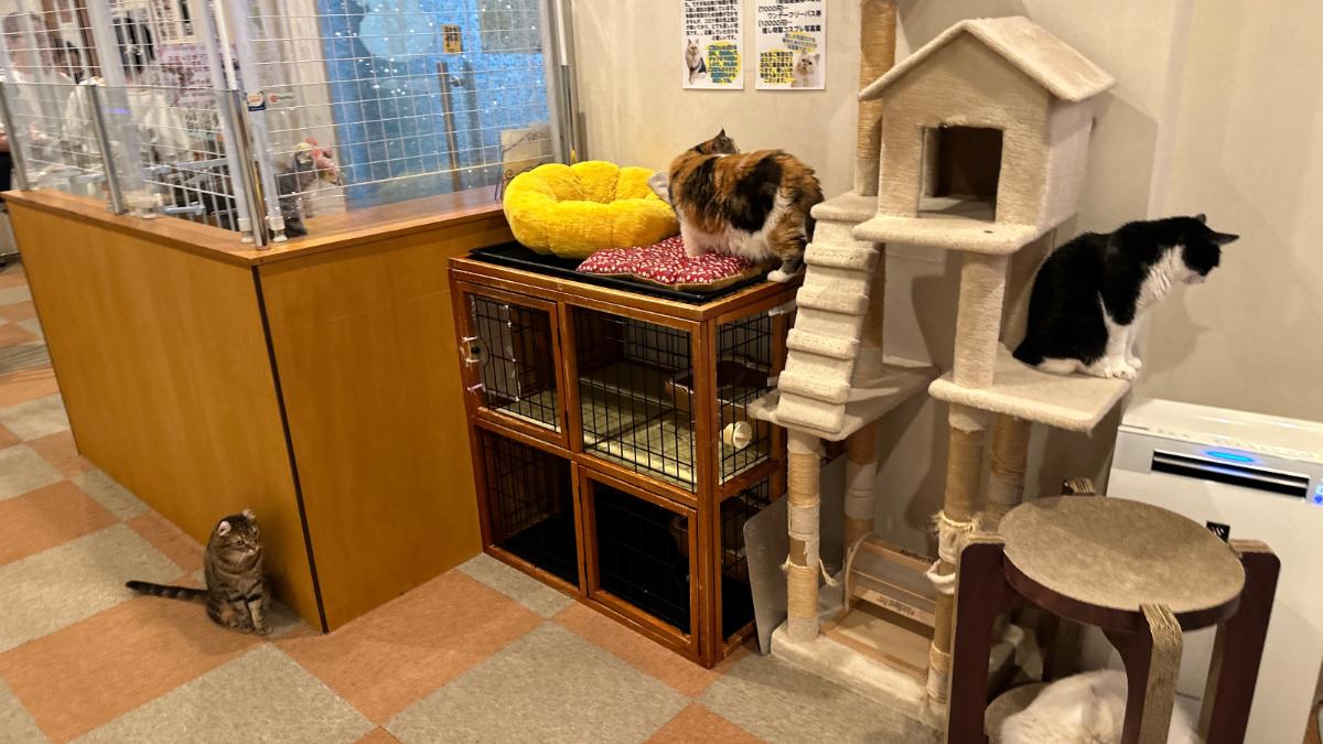 cat cafe にゃんこと