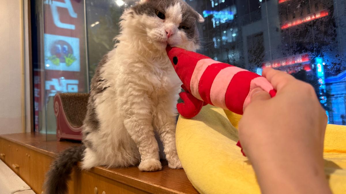 cat cafe にゃんこと ふっきー（ふく）