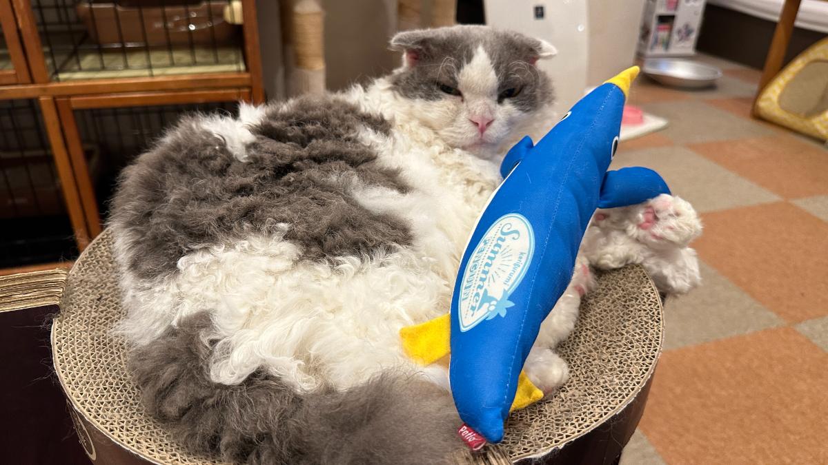 cat cafe にゃんこと ふっきー（ふく）